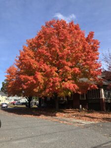 Fall Tree