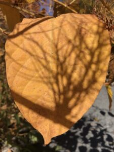 Leaf with shadows
