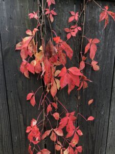 Red leaves